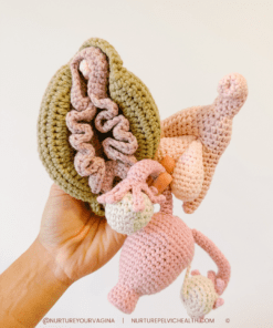 crochet anatomy pelvic health education