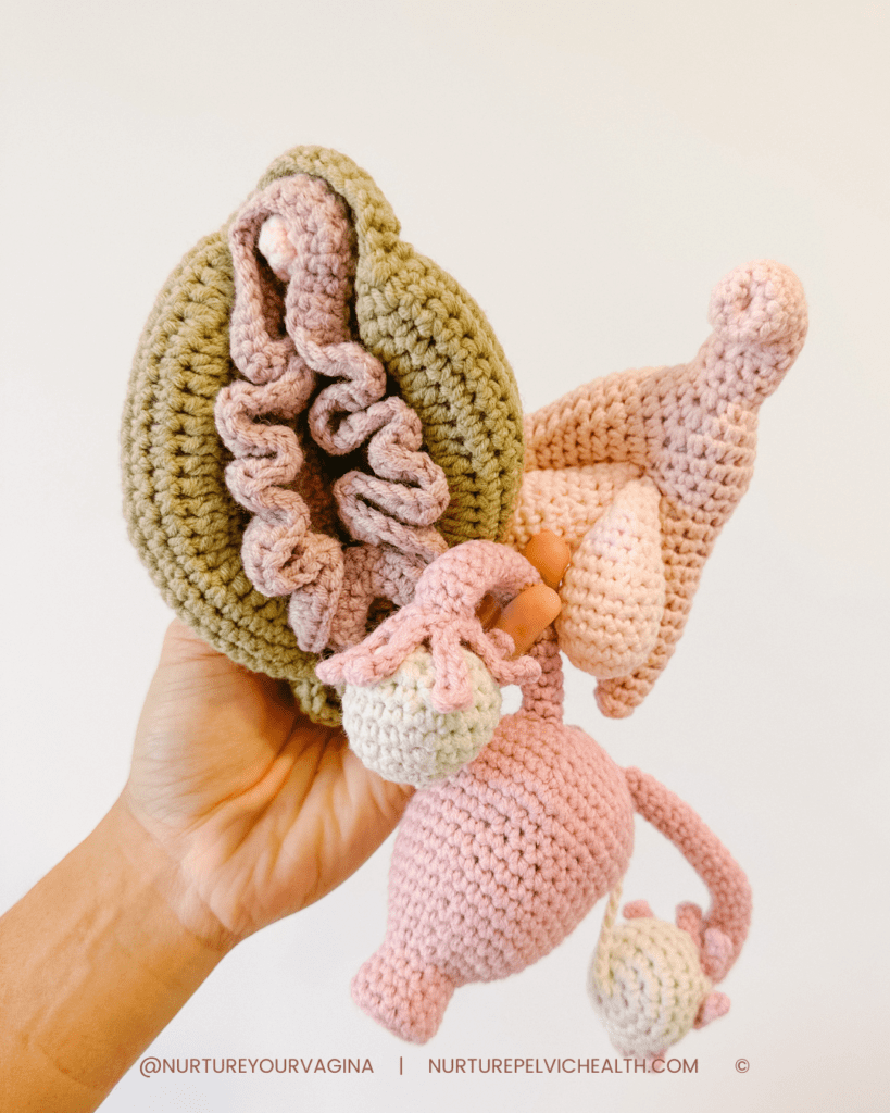 crochet anatomy pelvic health education